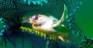 How new fishing tech can reduce bycatch of turtles and other creatures – Latest Technology News & Trends