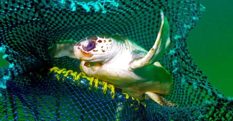 How new fishing tech can reduce bycatch of turtles and other creatures – Latest Technology News & Trends