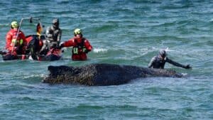 Whale freed by rescuers after days stranded on Baltic coast | World News – Breaking News, Latest Updates