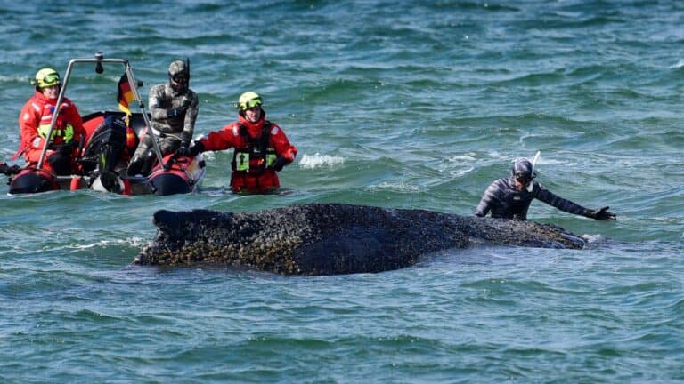 Whale freed by rescuers after days stranded on Baltic coast | World News – Breaking News, Latest Updates
