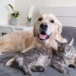 Back-up care perks go beyond kids, aging parents as companies add pets – Business News, Markets & Economy