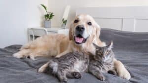 Back-up care perks go beyond kids, aging parents as companies add pets – Business News, Markets & Economy