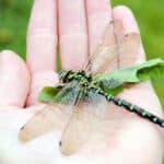 Explanation for why we don’t see two-foot-long dragonflies anymore fails – Latest Technology News & Trends