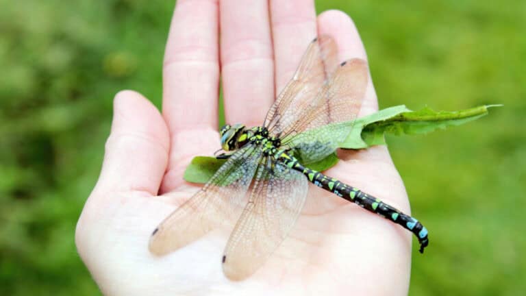 Explanation for why we don’t see two-foot-long dragonflies anymore fails – Latest Technology News & Trends