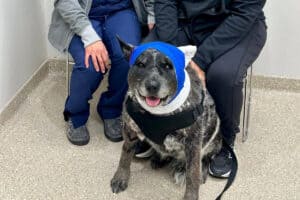 Half-blind, elderly dog risks her life fending off bear that broke into New Mexico home: ‘Our little savior’-Breaking News, Latest Updates