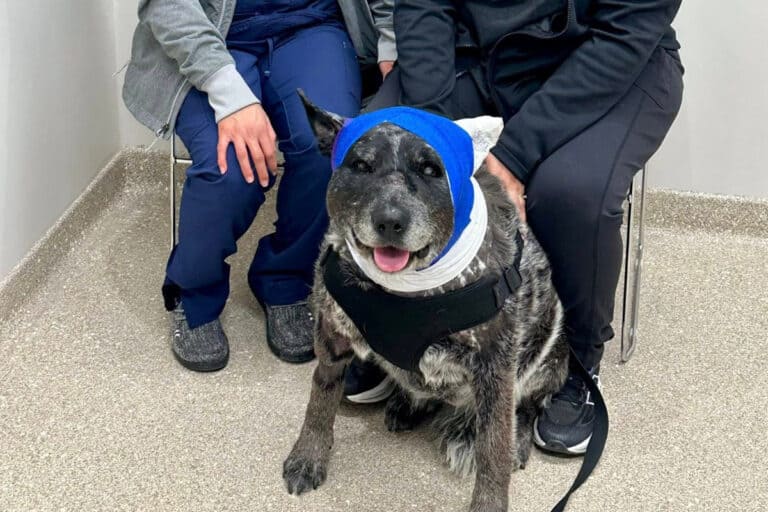Half-blind, elderly dog risks her life fending off bear that broke into New Mexico home: ‘Our little savior’-Breaking News, Latest Updates