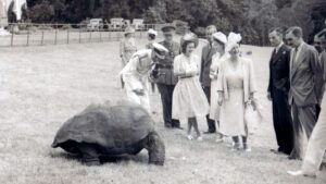 Jonathan, the giant tortoise, the world’s oldest living land animal ‘is alive’ after getting caught up in alleged crypto scam | World News-Breaking News, Latest Updates
