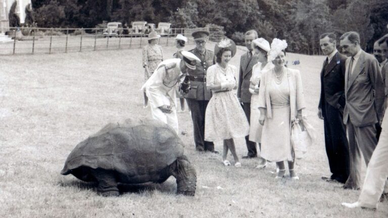 Jonathan, the giant tortoise, the world’s oldest living land animal ‘is alive’ after getting caught up in alleged crypto scam | World News-Breaking News, Latest Updates