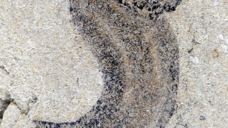 New fossil deposits show complex animal groups predating the Cambrian – Latest Technology News & Trends