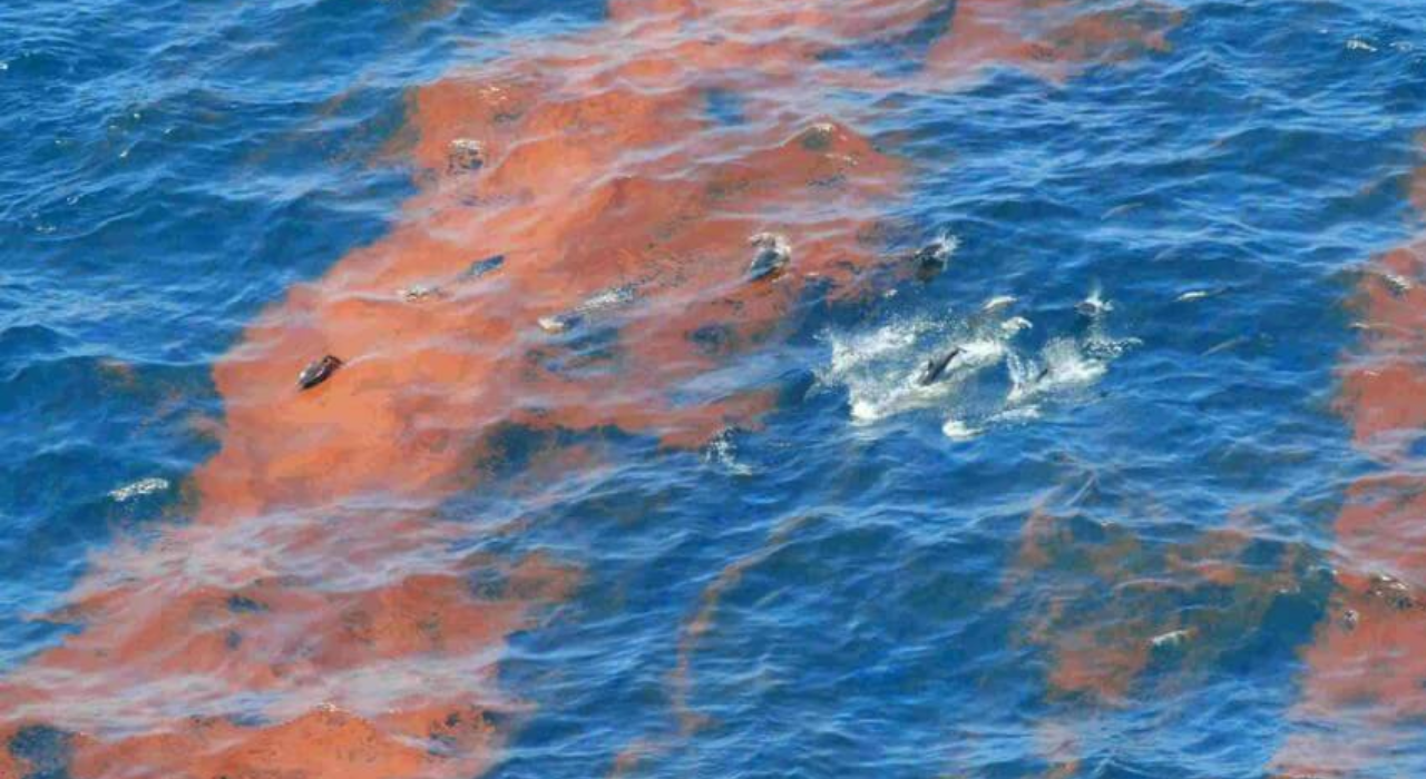 Dolphins swimming in oiled waters in the Gulf (: NOAA)