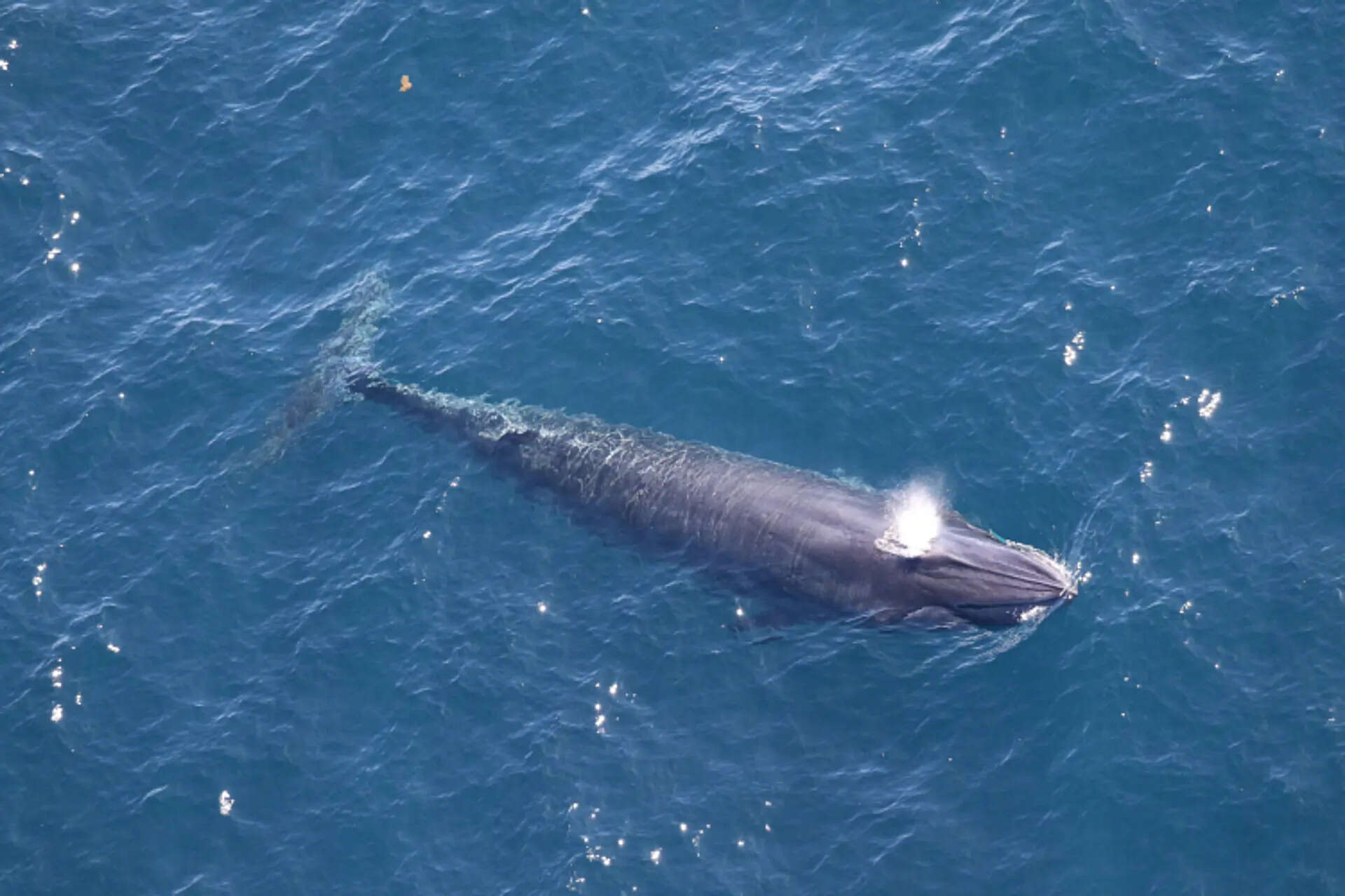 Things to know about Rice's whale, a rare species at risk from Trump plans for more Gulf drilling