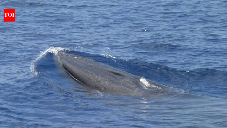 Why Trump’s ‘God Squad’ decision to expand oil drilling in Gulf of Mexico is a vote for a whale’s extinction | World News-Breaking News, Latest Updates