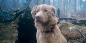 GOOD BOY, Indy the dog, 2025. © Shudder / courtesy Everett Collection
