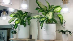 I let a smart planter maintain itself while I was away for 2 months – here’s the result – Latest Technology News & Trends