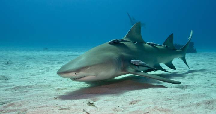 Cocaine, caffeine found in sharks in the Bahamas, study says – National-Breaking News, Latest Updates