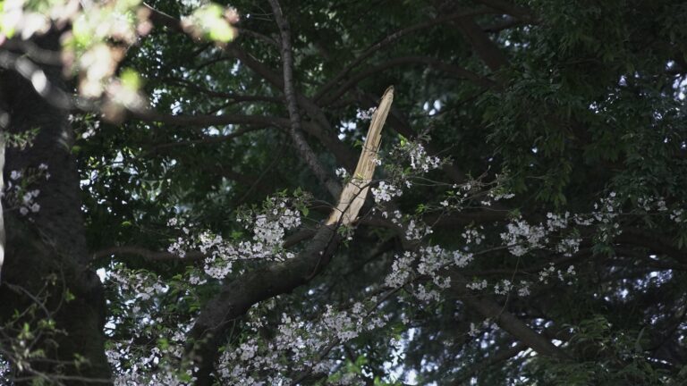 Collapse of Tokyo’s aging cherry blossom trees raises safety concerns-Breaking News, Latest Updates