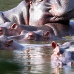 Colombia approves plan to cull roaming hippos linked to Pablo Escobar-Breaking News, Latest Updates