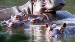 Colombia approves plan to cull roaming hippos linked to Pablo Escobar-Breaking News, Latest Updates