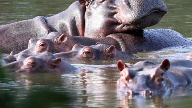 Colombia approves plan to cull roaming hippos linked to Pablo Escobar-Breaking News, Latest Updates
