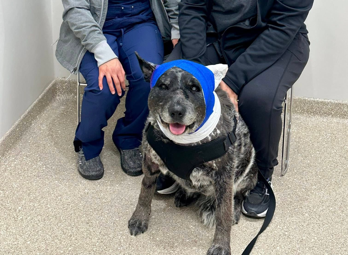 A half-blind, 12-year-old dog fought off a bear that broke into her owner’s New Mexico home, leaving her with severe injuries