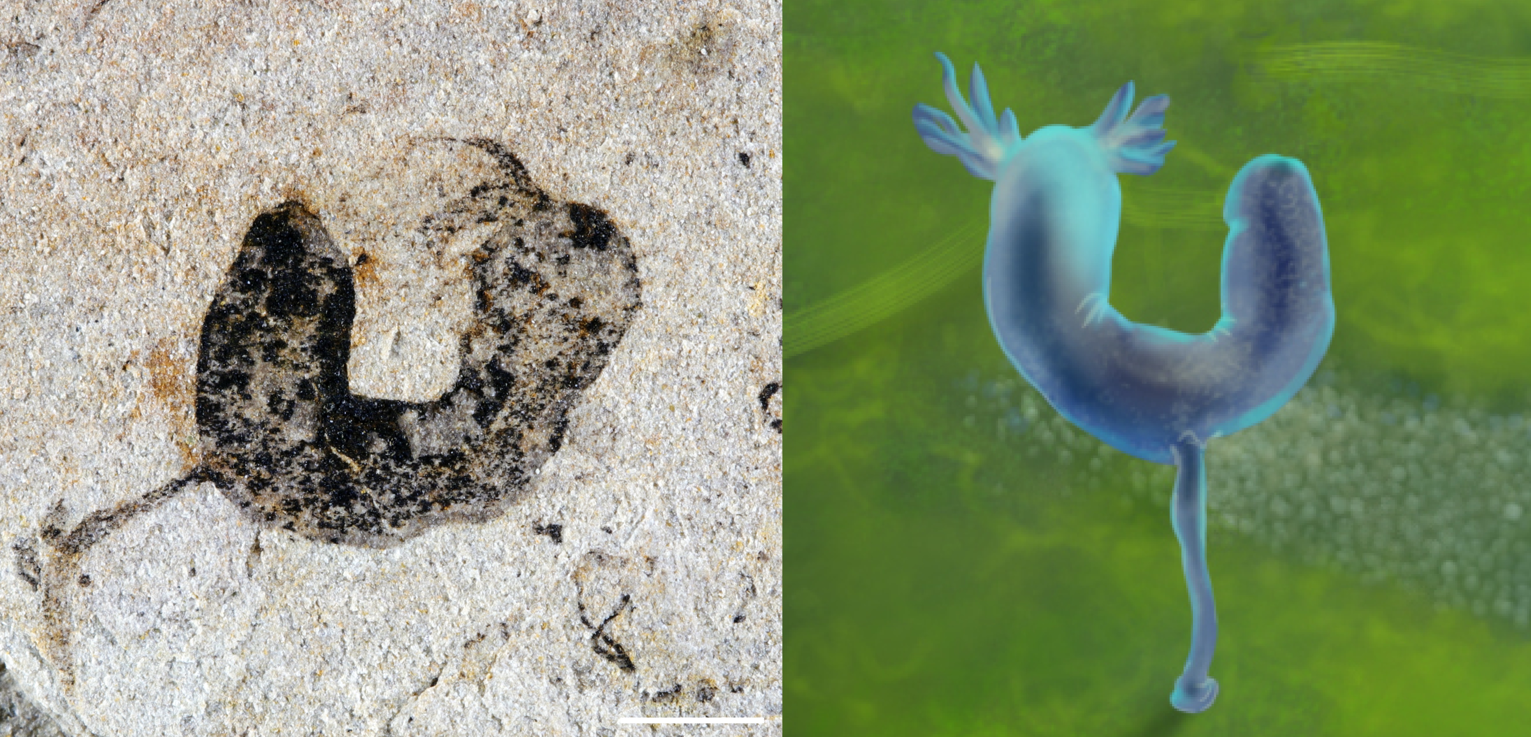 Image of a black fossil of that appears to be shaped like a bent sausage with tentacles at one end and a stalk attaching it to the ocean floor. There's also a cartoon interpretation of it.