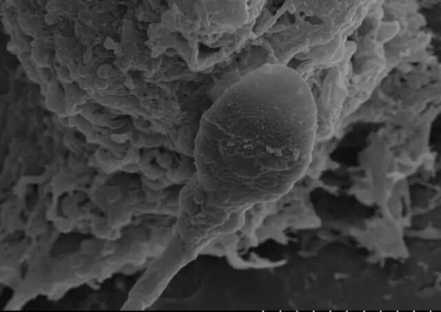 closeup of a sperm in microgravity