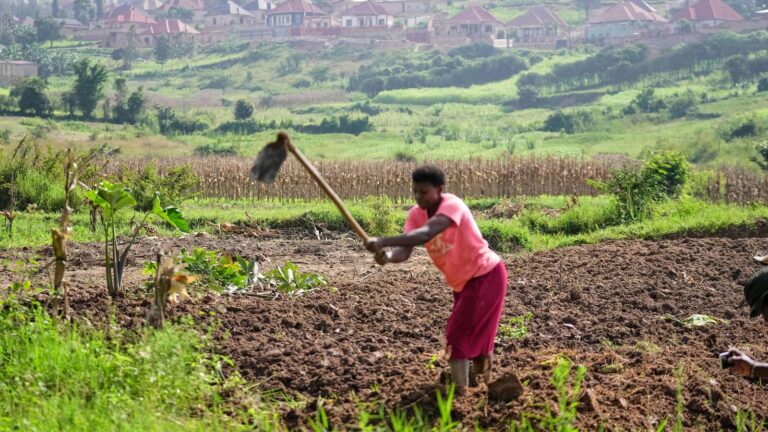 Rwanda tries to protect farmland in Africa’s most densely populated nation-Breaking News, Latest Updates