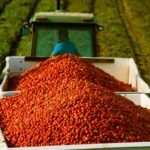 Tariffs, war send tomato prices soaring – Business News, Markets & Economy