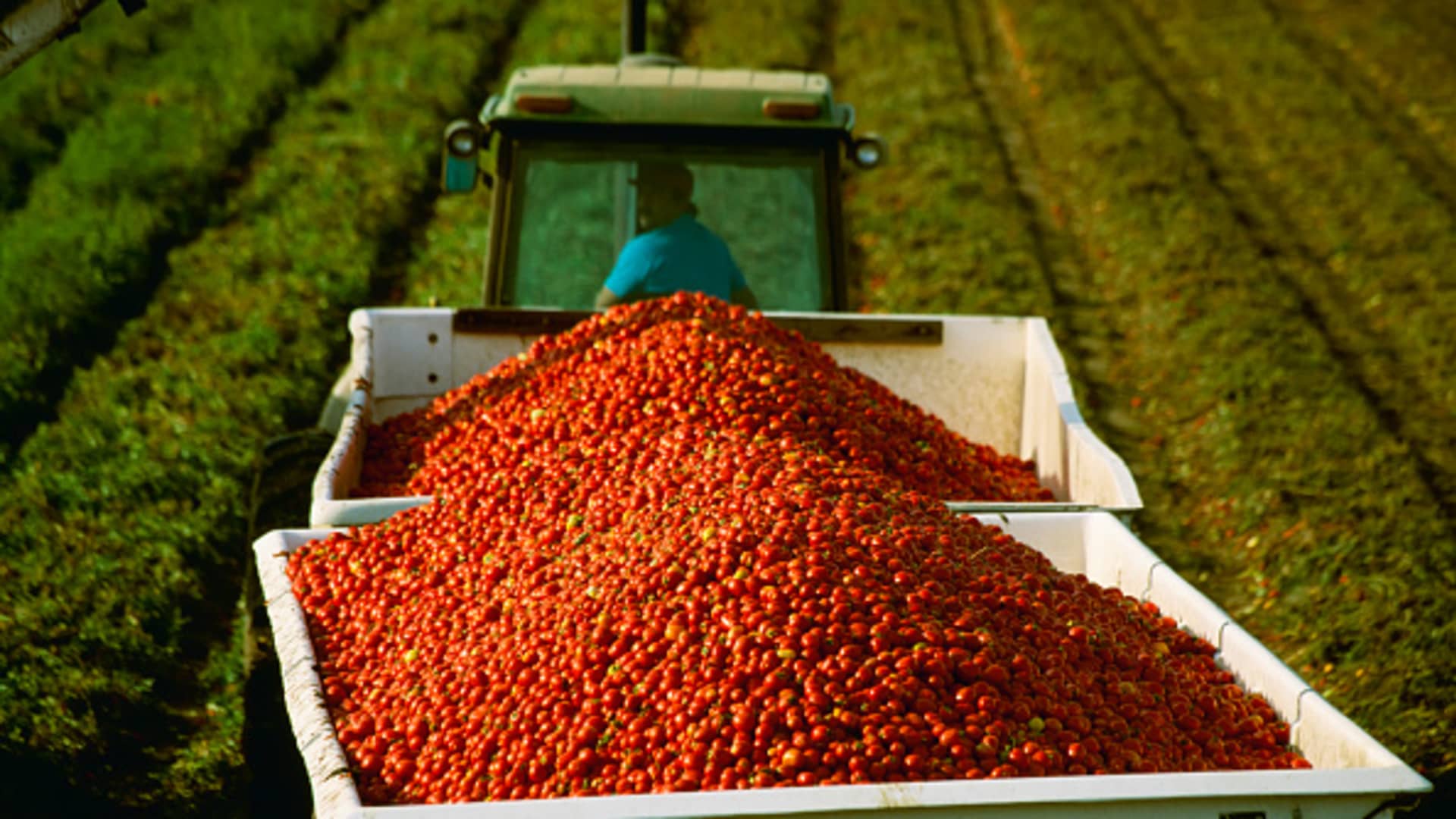 Tariffs, war send tomato prices soaring – Business News, Markets & Economy