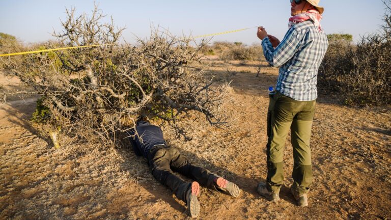 The myrrh tree, key to luxury perfumes and African incomes, is threatened by drought-Breaking News, Latest Updates