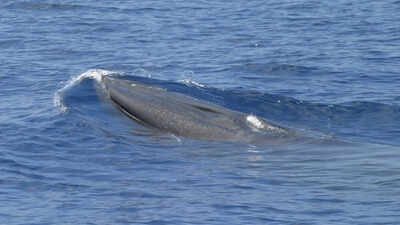 Why Trump’s ‘God Squad’ decision to expand oil drilling in Gulf of Mexico is a vote for a whale’s extinction